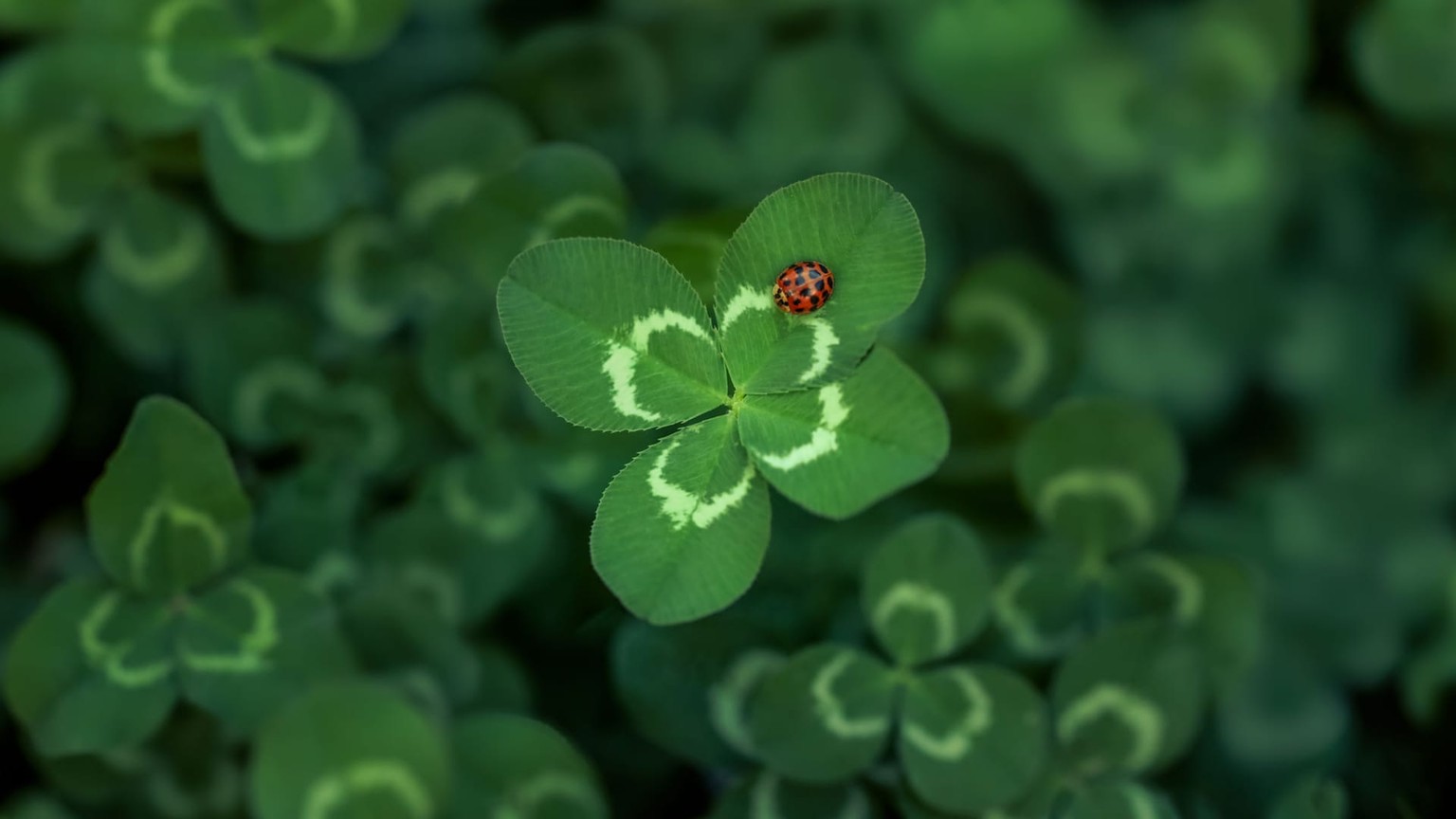 Immagine anteprima di DOUBLE LUCK